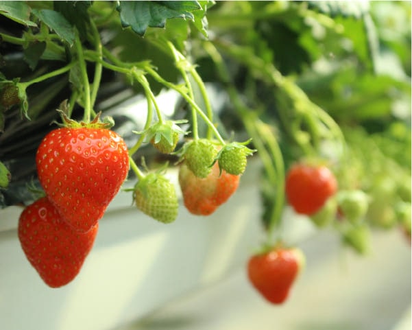 いちごICHIJYUフルーツファーム