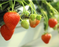 いちごICHIJYUフルーツファーム