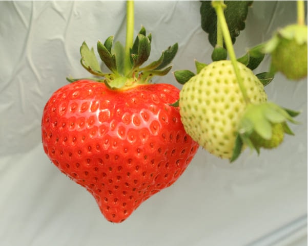 北山いちご農園